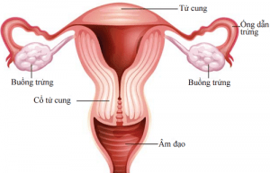 Tìm hiểu về buồng trứng - cơ quan sinh sản quan trọng nhất của nữ giới -  Trung tâm IVF Hồng Ngọc